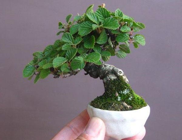 miniaturní vysoce kvalitní rostlina
