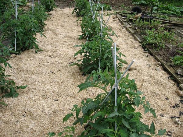 mulching a vegetable patch