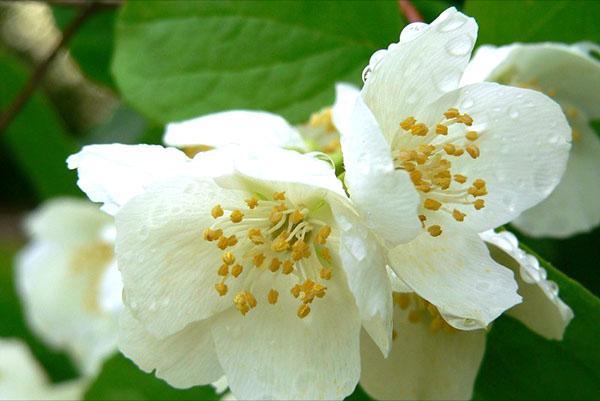 maigs jasmīna zieds