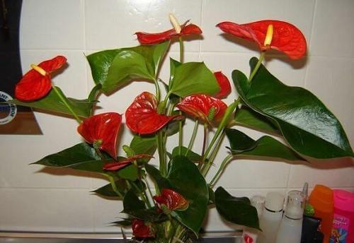 Anthurium blooms profusely