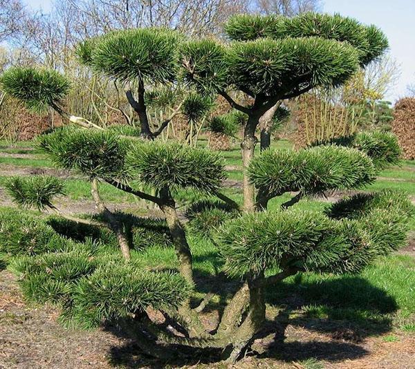 původní bonsai borovice