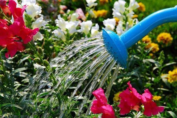 Bewässerung von Blumenbeeten im Juli