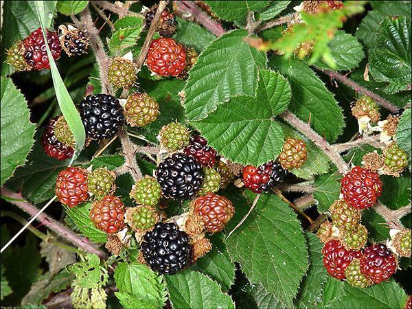 Frutos maduros de amora-preta espessa (Rubus fruticosus)