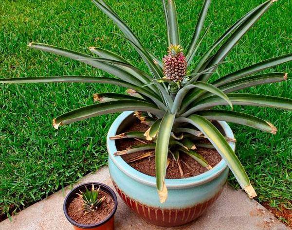 voksende ananas i en gryde