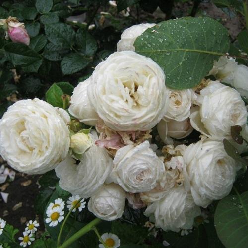 rózsa artemis