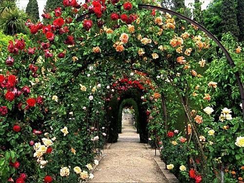 rose on the arch