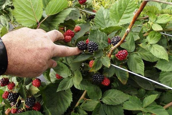 garden blackberries in the country