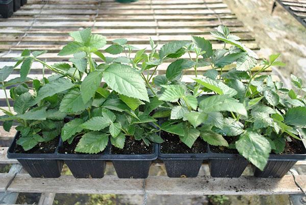 varietal blackberry seedlings