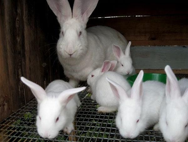 familj av kaniner i en bur