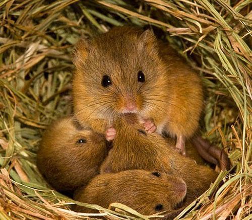 οικογένεια ποντικών voles