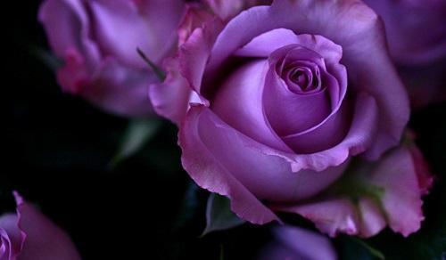fialové růže