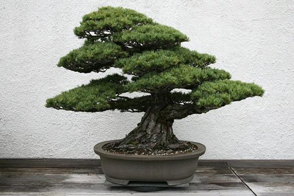 borovice bonsai