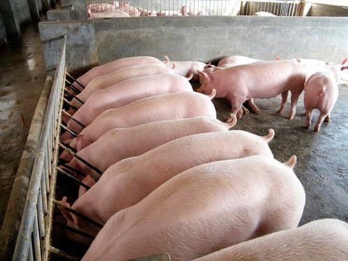 bir işletme olarak domuz yetiştiriciliği