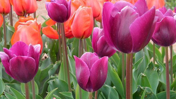 varieti tulip Demeter