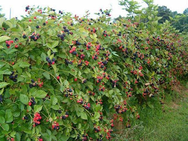 a patch of blackberries on a trellis