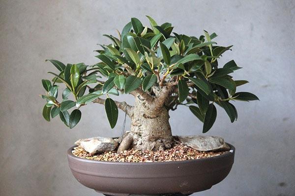 Bonsai Ficus Pflege