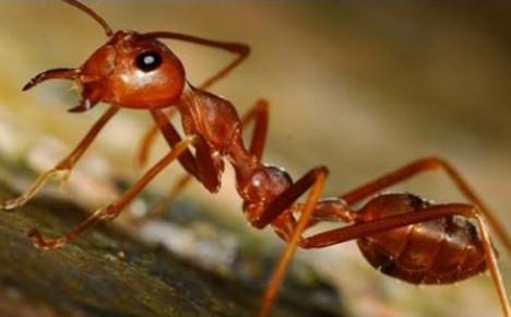 Ameisenbienenschädling