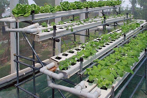 cultivando vegetais hidroponicamente