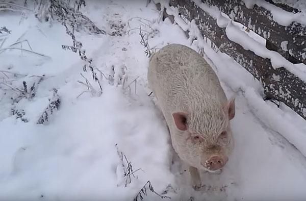 criação de porcos de inverno