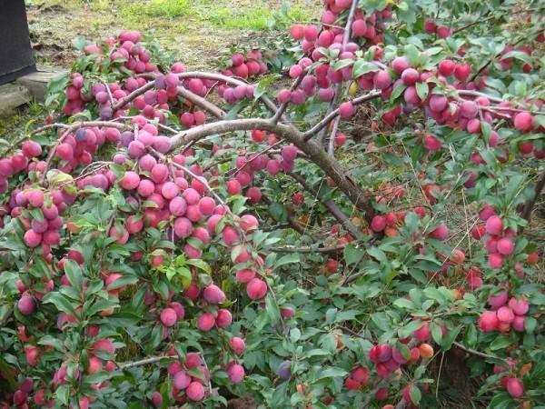 prune de cireș în grădina de la dacha
