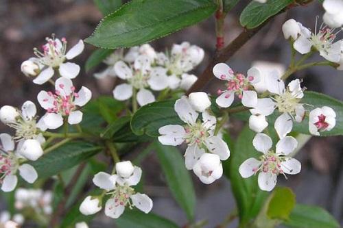 chokeberry blooms