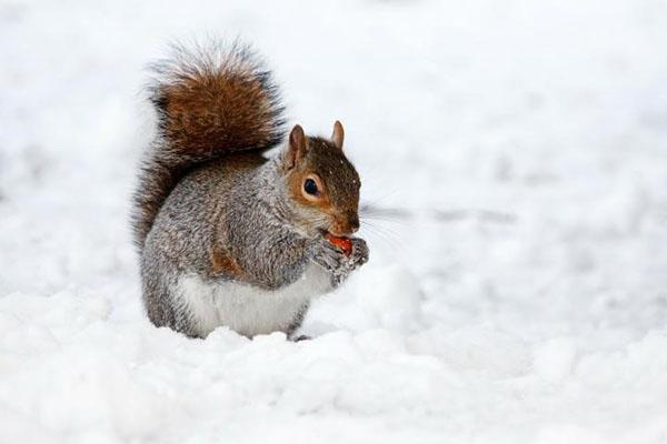 wiewiórka na śniegu