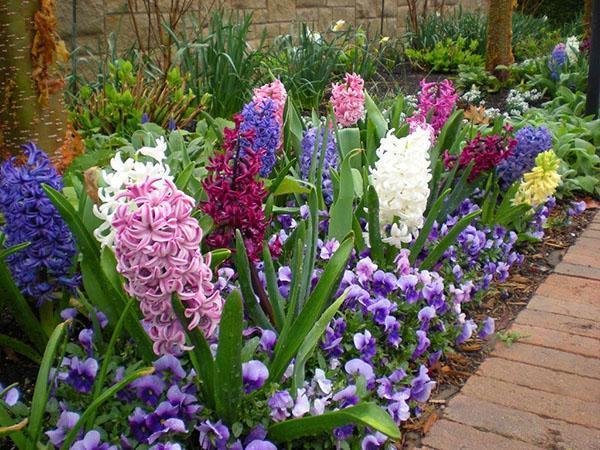 hyacinths in the garden