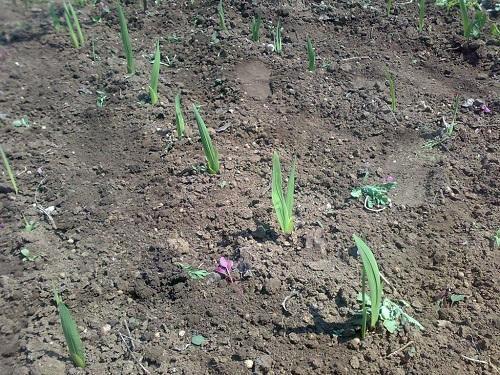 gladiole u vrtu