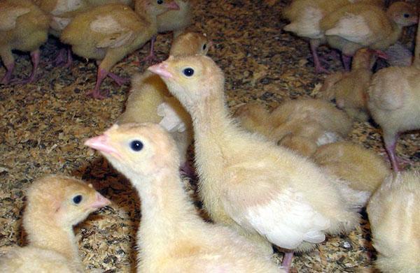 turkey chicks in brooder