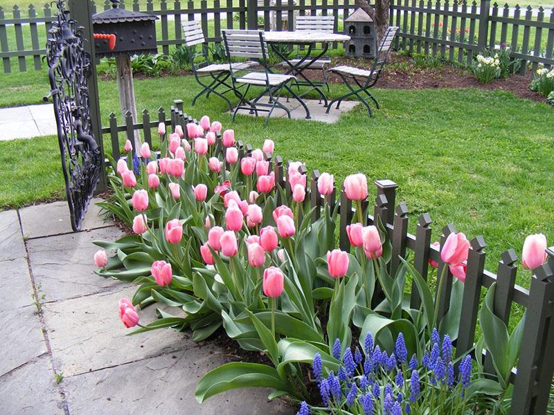 local de plantio de tulipas