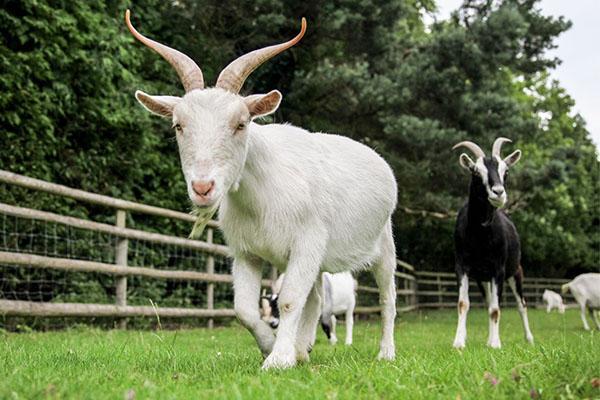 walking goats