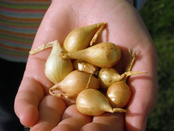 set di cipolle per la semina