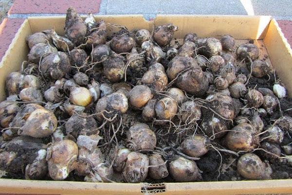 hyacintenbollen voor opslag