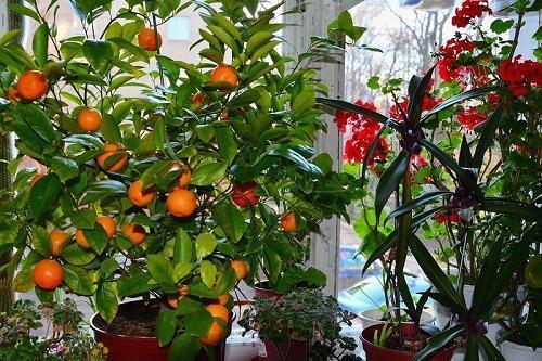 Mandarine mit Früchten