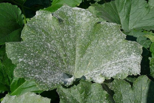 mildiú polvoriento en hojas de calabacín