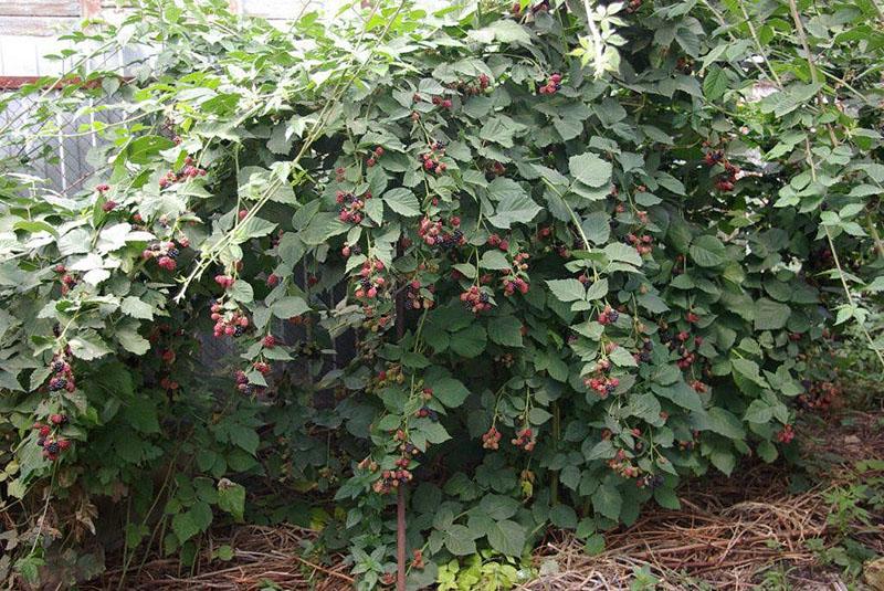 fruchtbarer Brombeerbusch