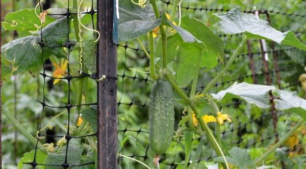 cucumbers on a grid in the open field