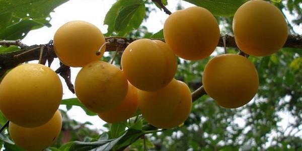 frutos de ameixa cereja híbridos