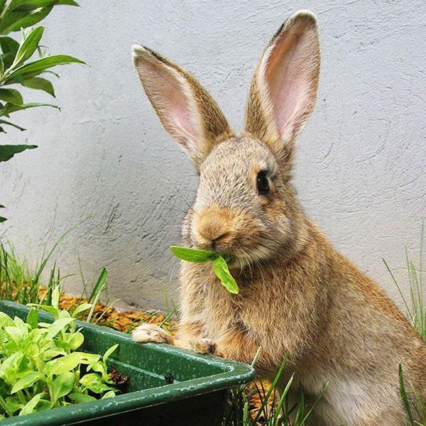 vollständige Fütterung der Kaninchen
