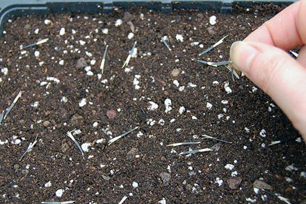 semeando malmequeres