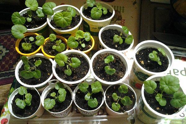 seedlings of pelargonium