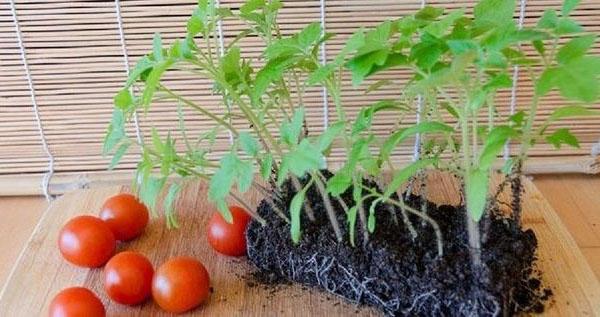frøplante tomat