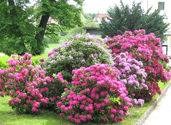 rododendrony w ogrodzie