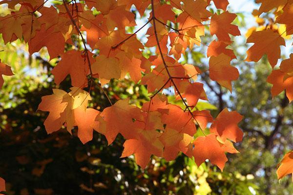 sugar maple in autumn
