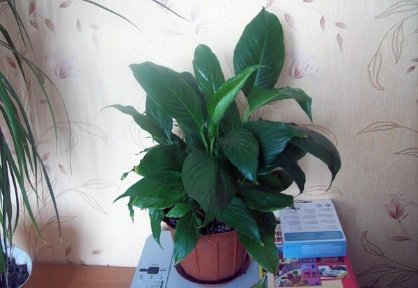 spathiphyllum at home