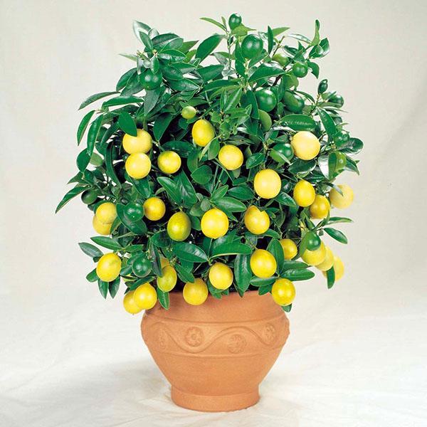 starostlivosť o citrón vo vnútri
