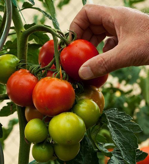 colheita de tomate