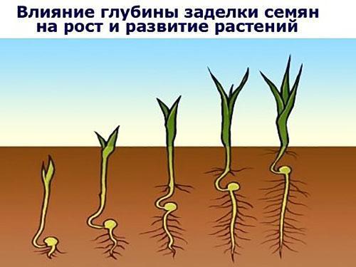 wpływ głębokości sadzenia nasion rzodkiewki