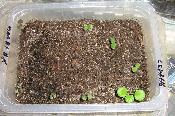 sazenice semen pelargonium