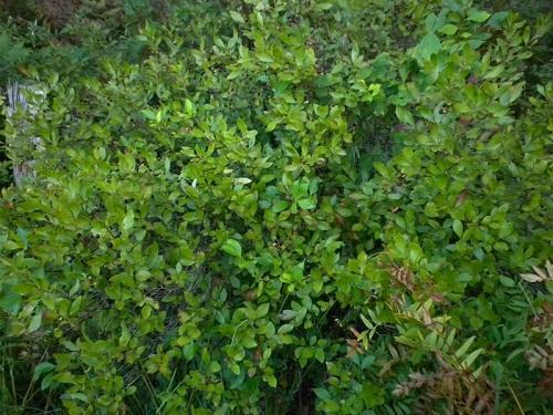 dospělý chokeberry bush